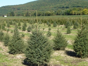 Black Hills Spruce (Picea glauca var. densata)