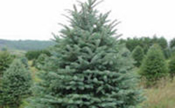 Blue Spruce (Picea pungens)