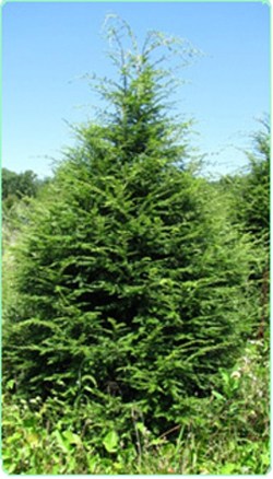 Canadian Hemlock  (Tsuga canadensis)