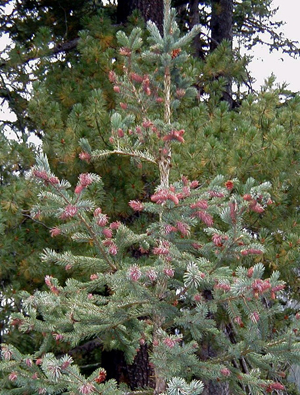 Engleman Spruce (Picea engelmannii)