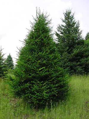 Norway Spruce (Picea abies)