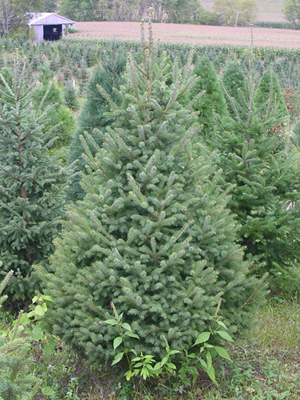 White Spruce (Picea glauca)