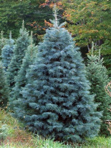 White Fir (Abies concolor)